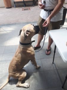 Pets in the Park vet clinics