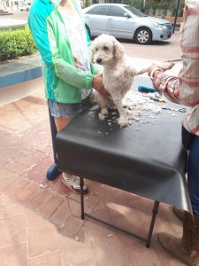 Pets in the Park vet clinics