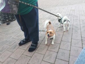 Pets in the Park vet clinics