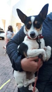 Pets in the Park vet clinics