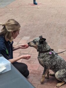 Pets in the Park vet clinics
