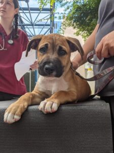 Pets in the Park vet clinics