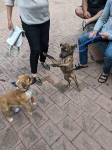 Pets in the Park vet clinics