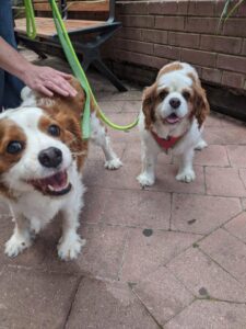 Pets in the Park vet clinics
