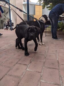 Pets in the Park vet clinics