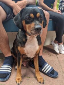Pets in the Park vet clinics