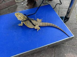 Pets in the Park February 2021-01