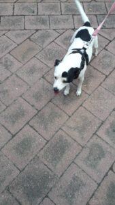 Pets in the Park February 2021-02