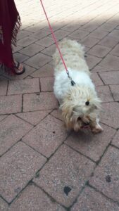 Pets in the Park February 2021-05