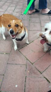 Pets in the Park February 2021-06