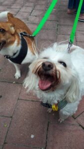 Pets in the Park February 2021-07